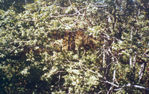 Filename=Tsahkadzor_9.jpg
Filesize=246KiB
Dimensions=712x450
Date added=Dec 03, 2008 Tsahkadzor_9.jpg